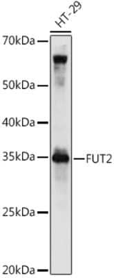 Western Blot: Fucosyltransferase 2/FUT2 AntibodyBSA Free [NBP3-03645]